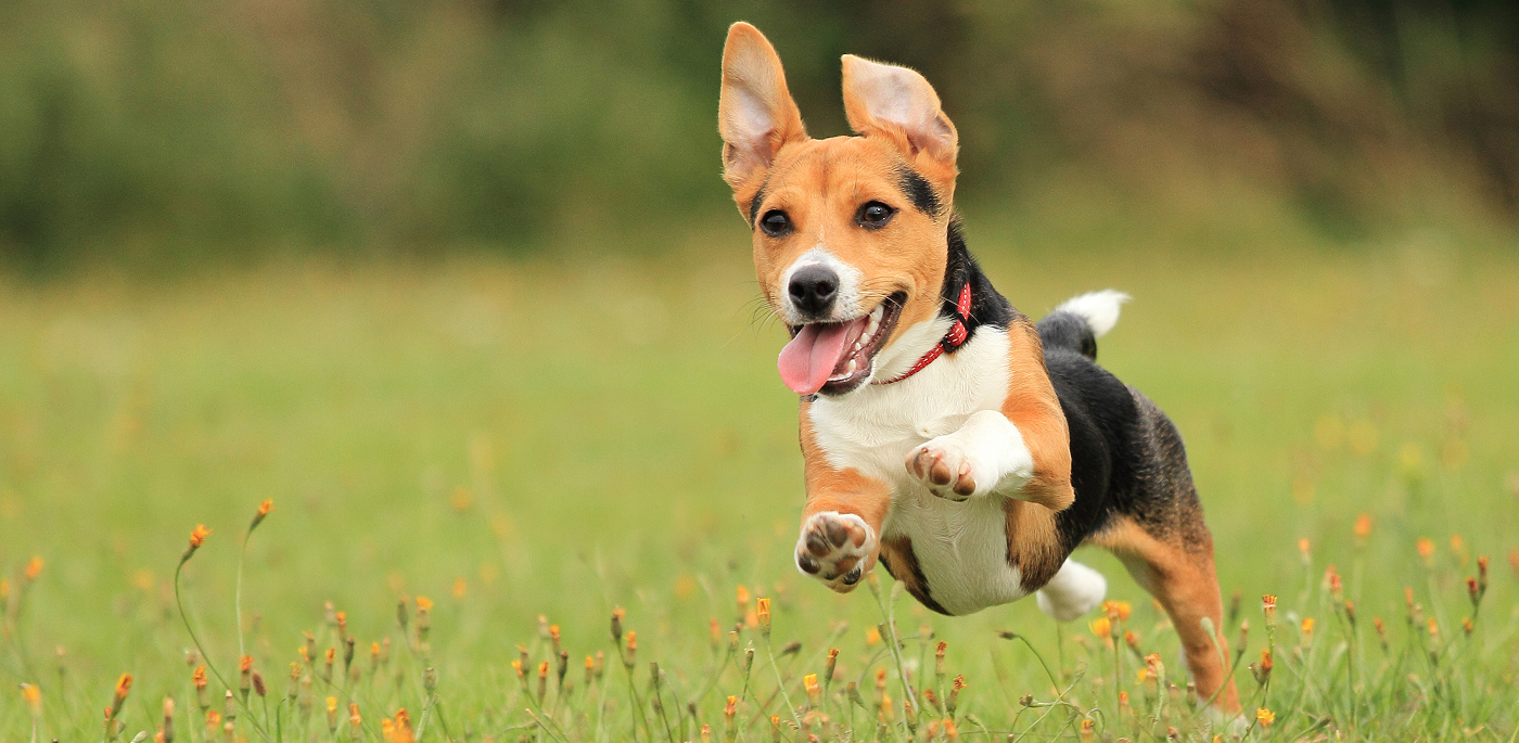 Как помочь приюту для животных