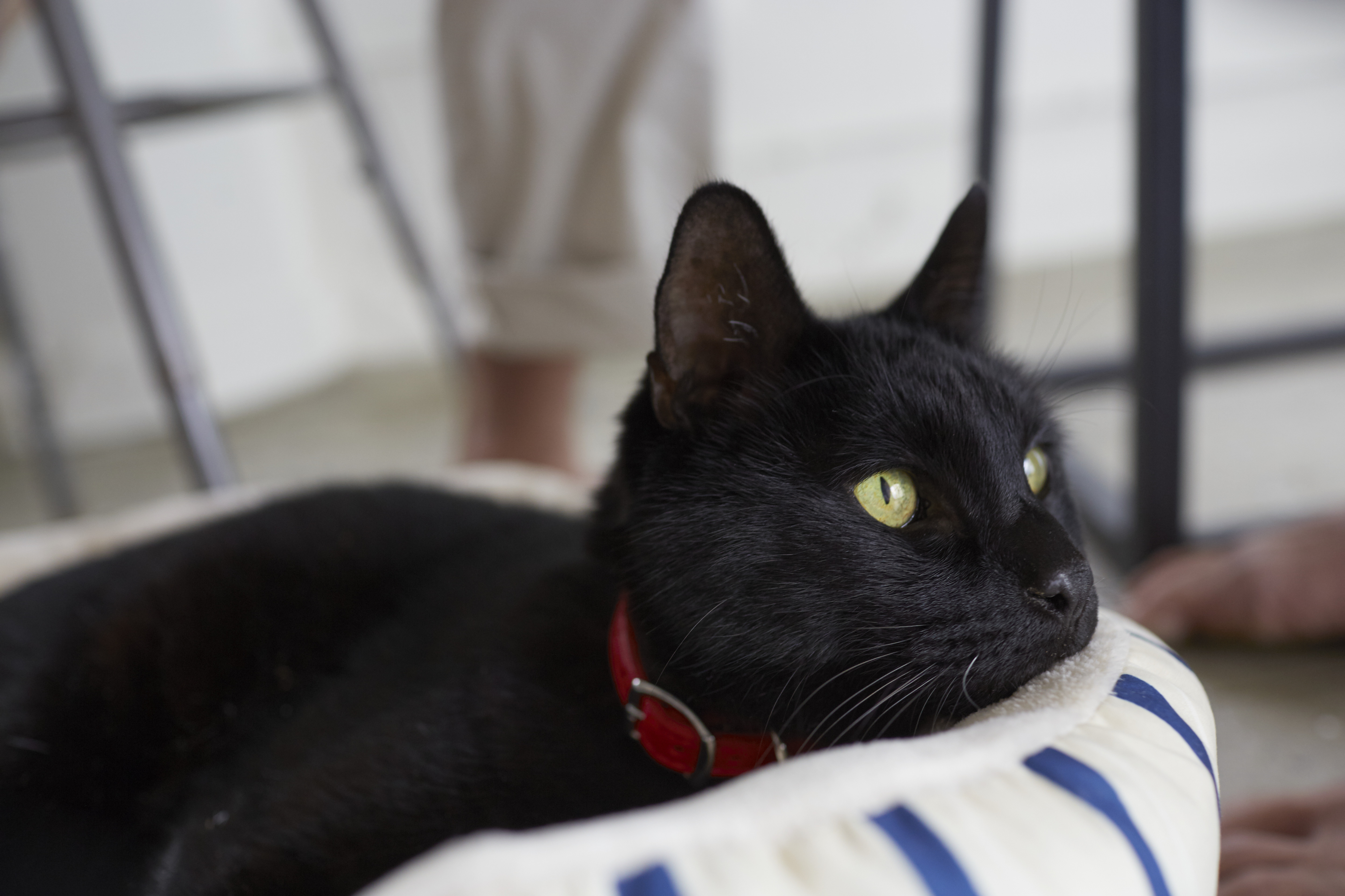 Черная кошка лежит на одеяле