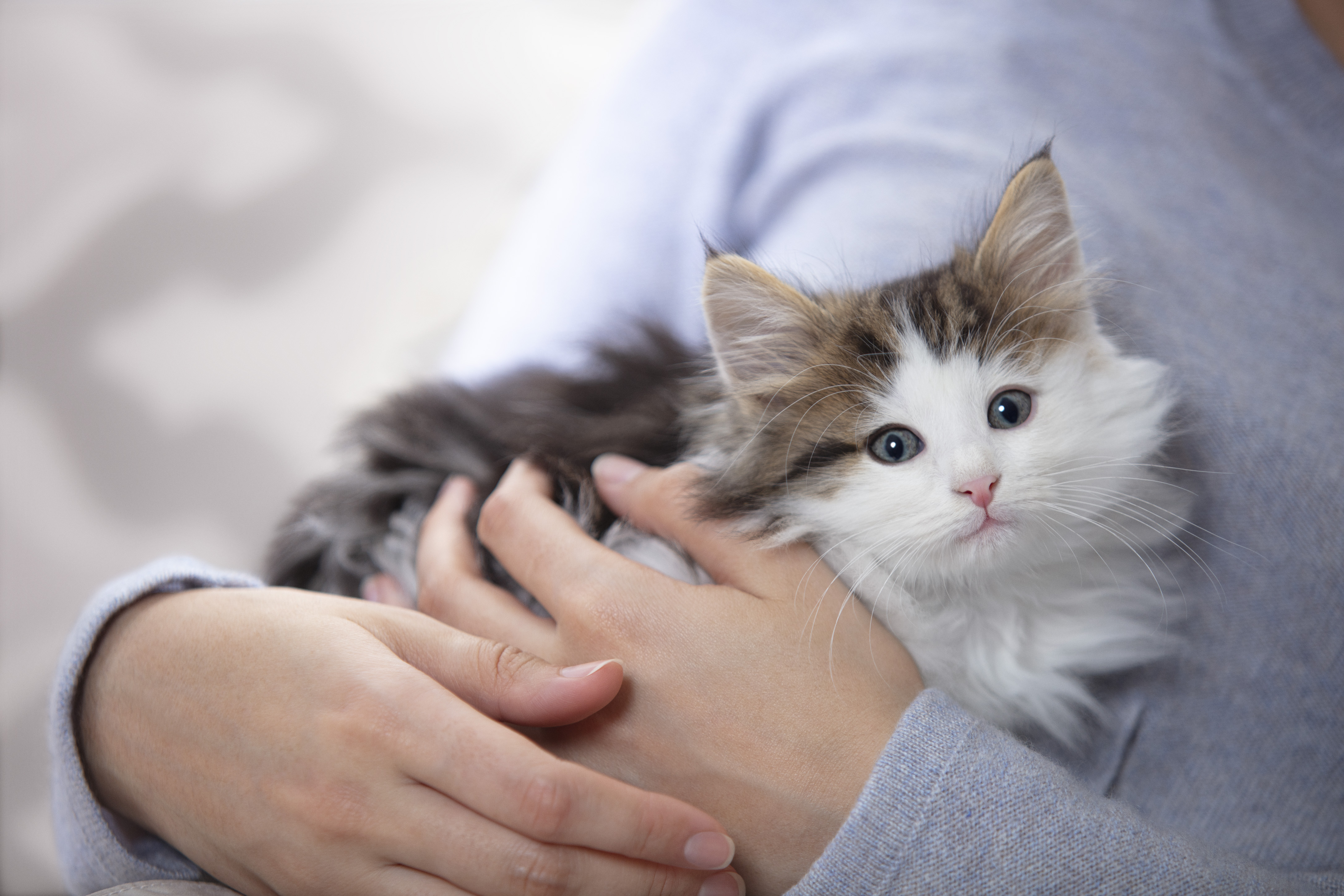 Как рожают кошки — как помочь принять роды | FriendForPet