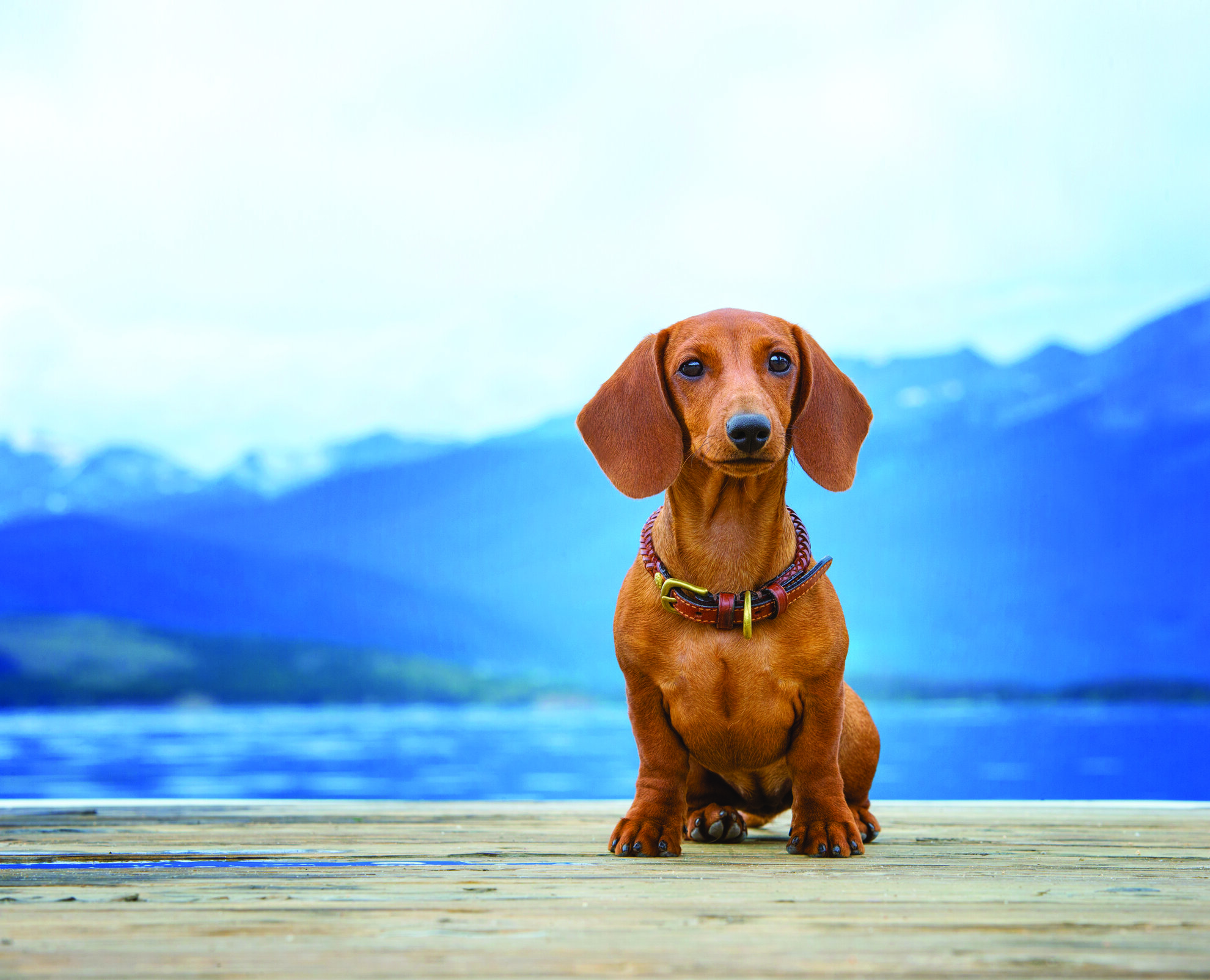 Популярные и редкие клички