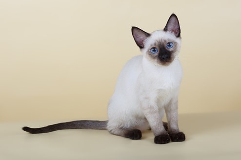 Сиамская кошка