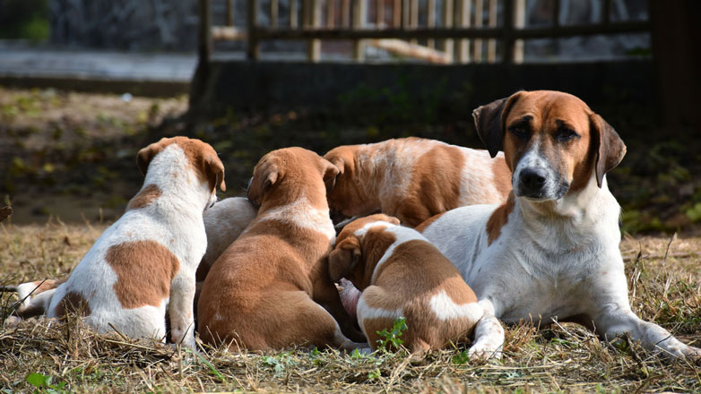 До какого возраста собака считается щенком - 🐕 FriendForPet