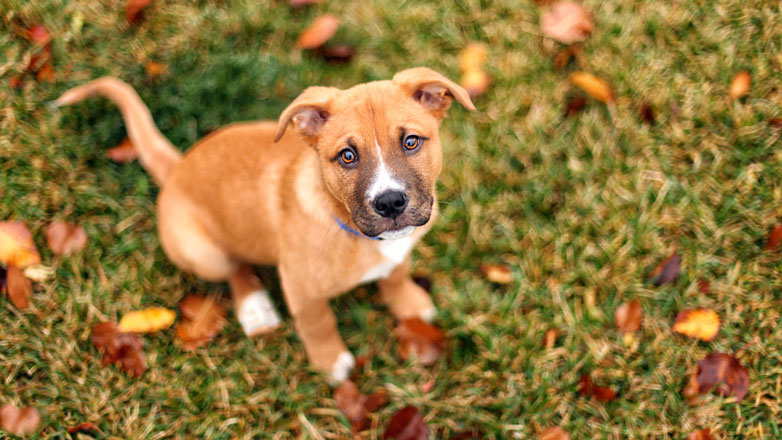 До какого возраста собака считается щенком - 🐕 FriendForPet