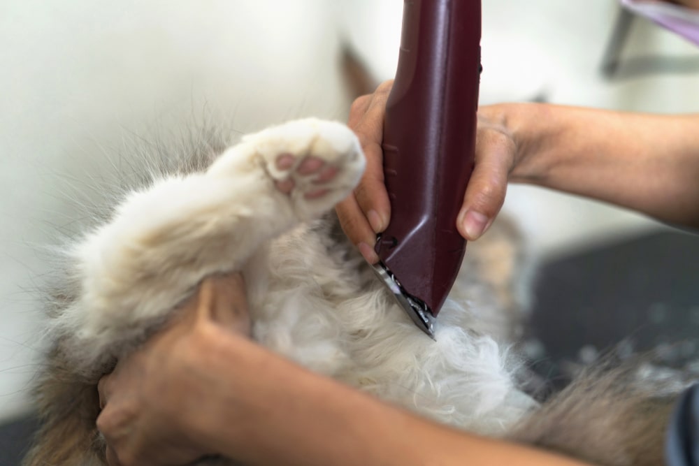 Как подстричь кошку и кота правильно в домашних условиях - FriendForPet