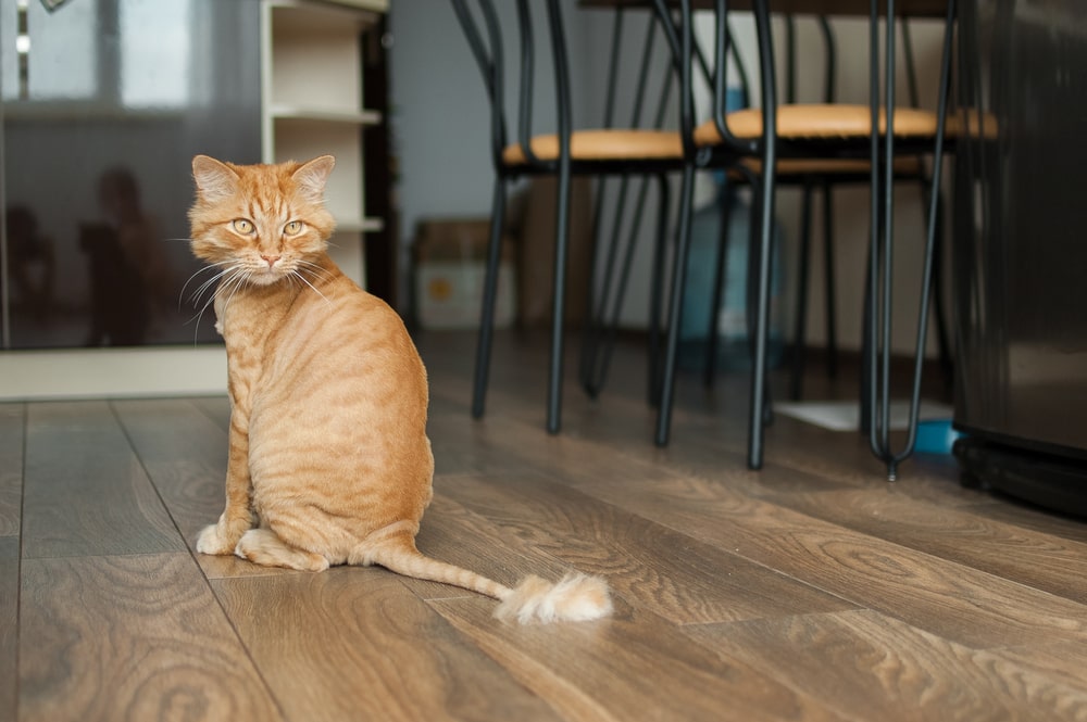 кошка