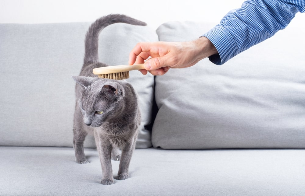 кошка