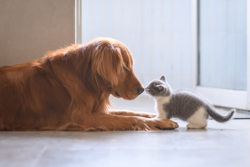 Как познакомить котенка со взрослой кошкой или собакой - FriendForPet
