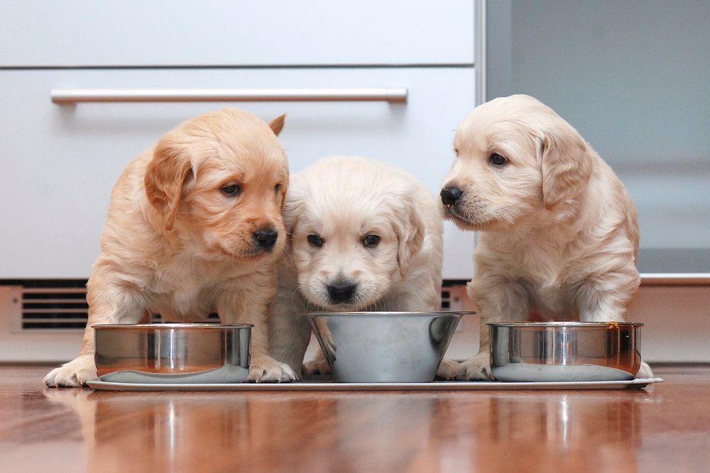 Чем и сколько кормить щенка в домашних условиях - 🐕 FriendForPet