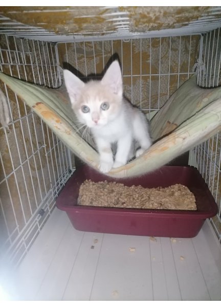 Клёпа