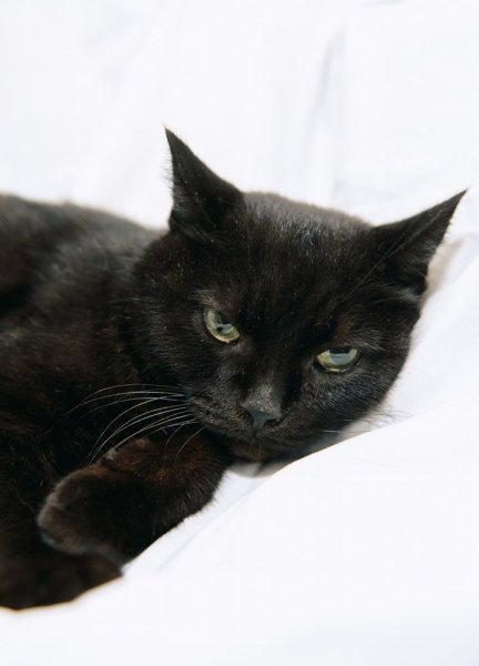 Кошка Шадоу ^ᴥ^ ищет любящих хозяев — лет, коты не гуляют