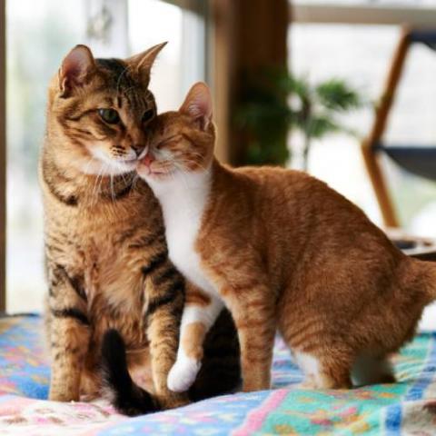 Кого лучше завести — кота или кошку