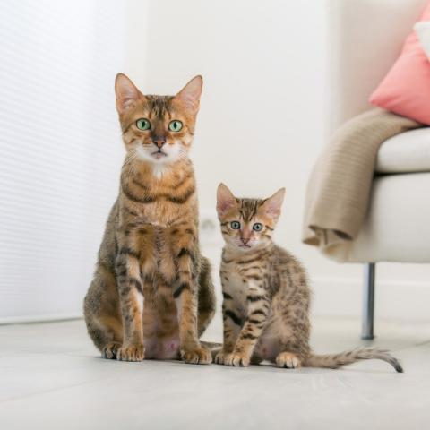 Кого брать котенка или взрослую кошку