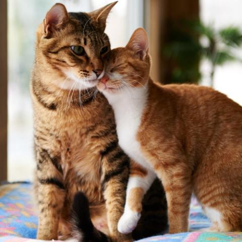 Две кошки