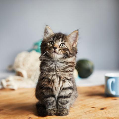 Котенок сидит на столе