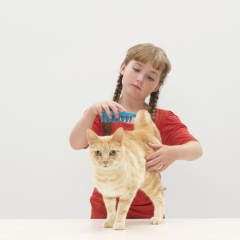 Что делать, если кошка сильно линяет
