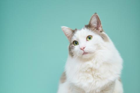 Как кошки выбирают себе хозяина