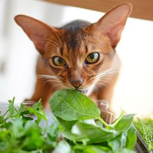Какие продукты нельзя давать кошкам 
