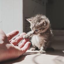 Что делать если нашел животное на улице