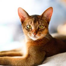 Кошка смотрит 