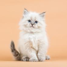 Котенок на оранжевом фоне