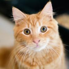 Стресс у кошек