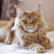 Как перевозить кошку зимой