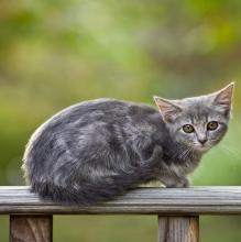 Клещи у кошек