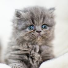 Как определить пол котенка