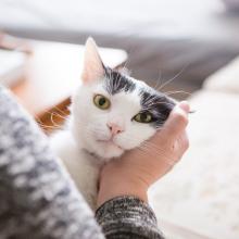 Уход за кошкой после операции