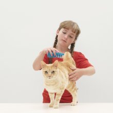 Что делать, если кошка сильно линяет