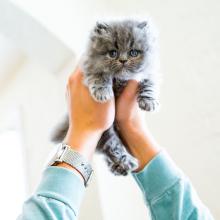 Как назвать кота-мальчика